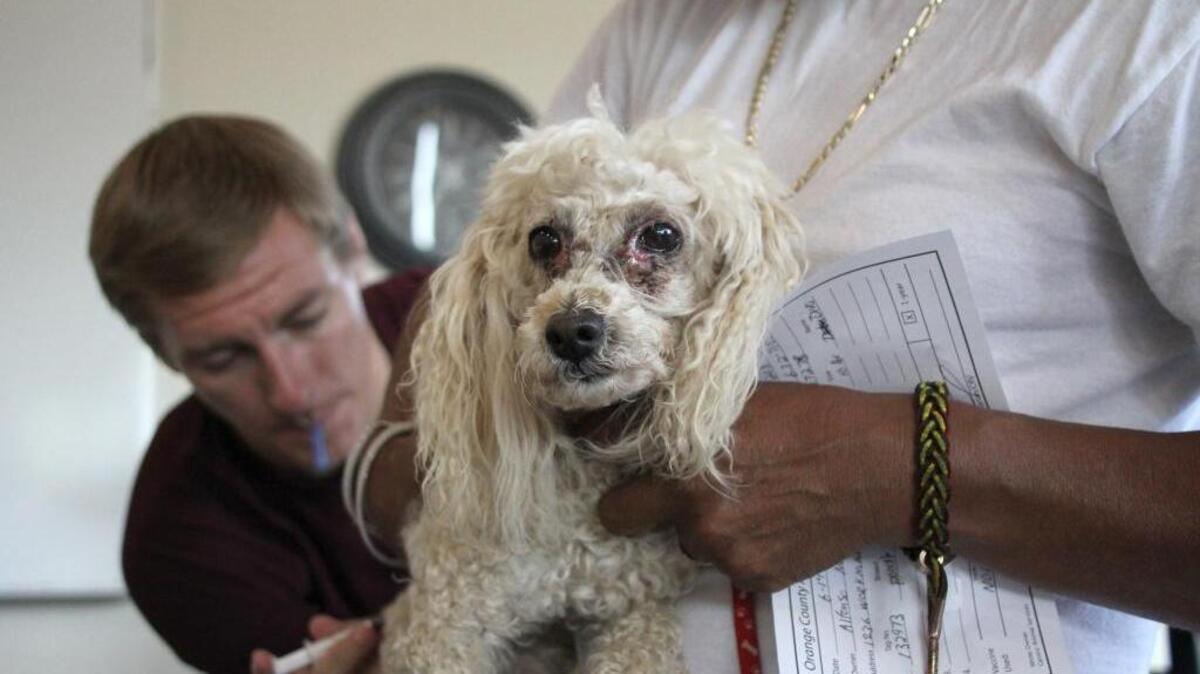 People who live in Durham, Orange, or Wake County may be able to get their pets vaccinated at little or no cost at clinics like this one at the animal shelter in Chapel Hill.