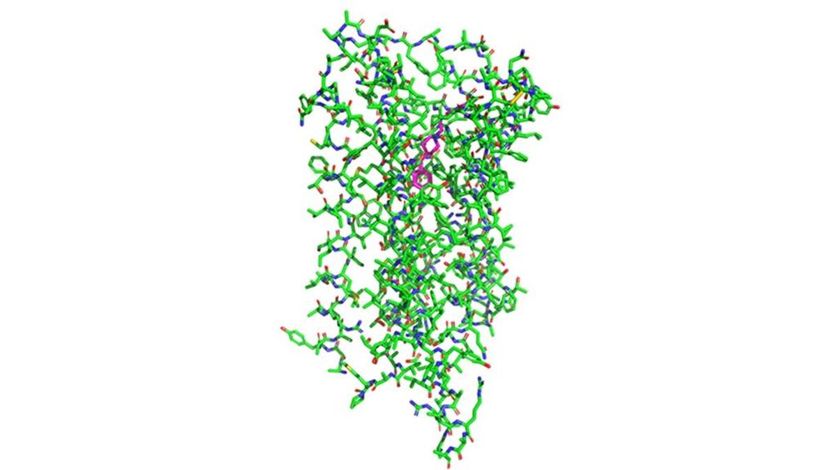 This is the full chemical structure of the dopamine 2 receptor bound to the antipsychotic drug risperidone (purple).