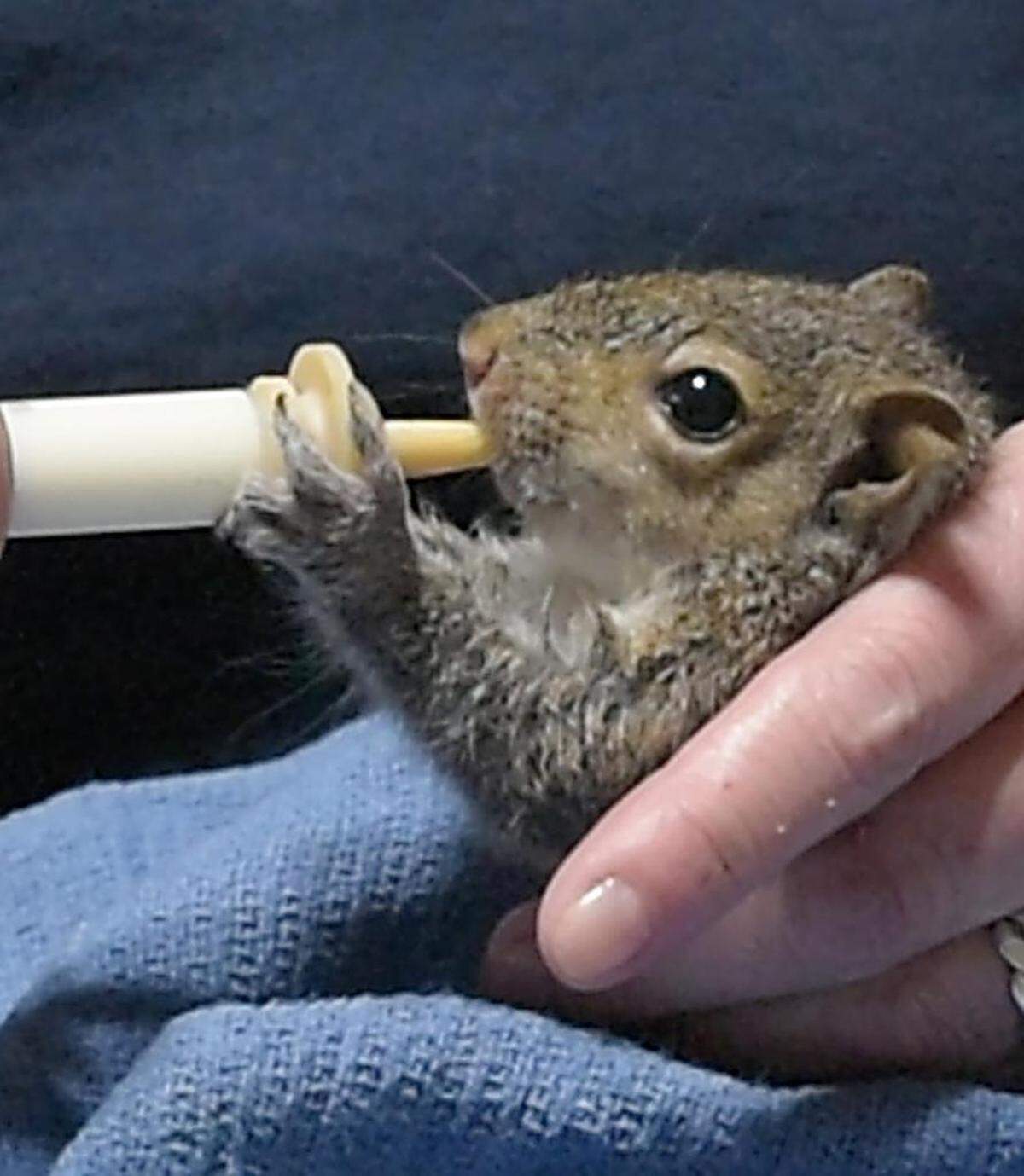 A baby squirrel drinks formula from a bottle at Our Wild Neighbors, a rehabilitation center in Hillsborough.