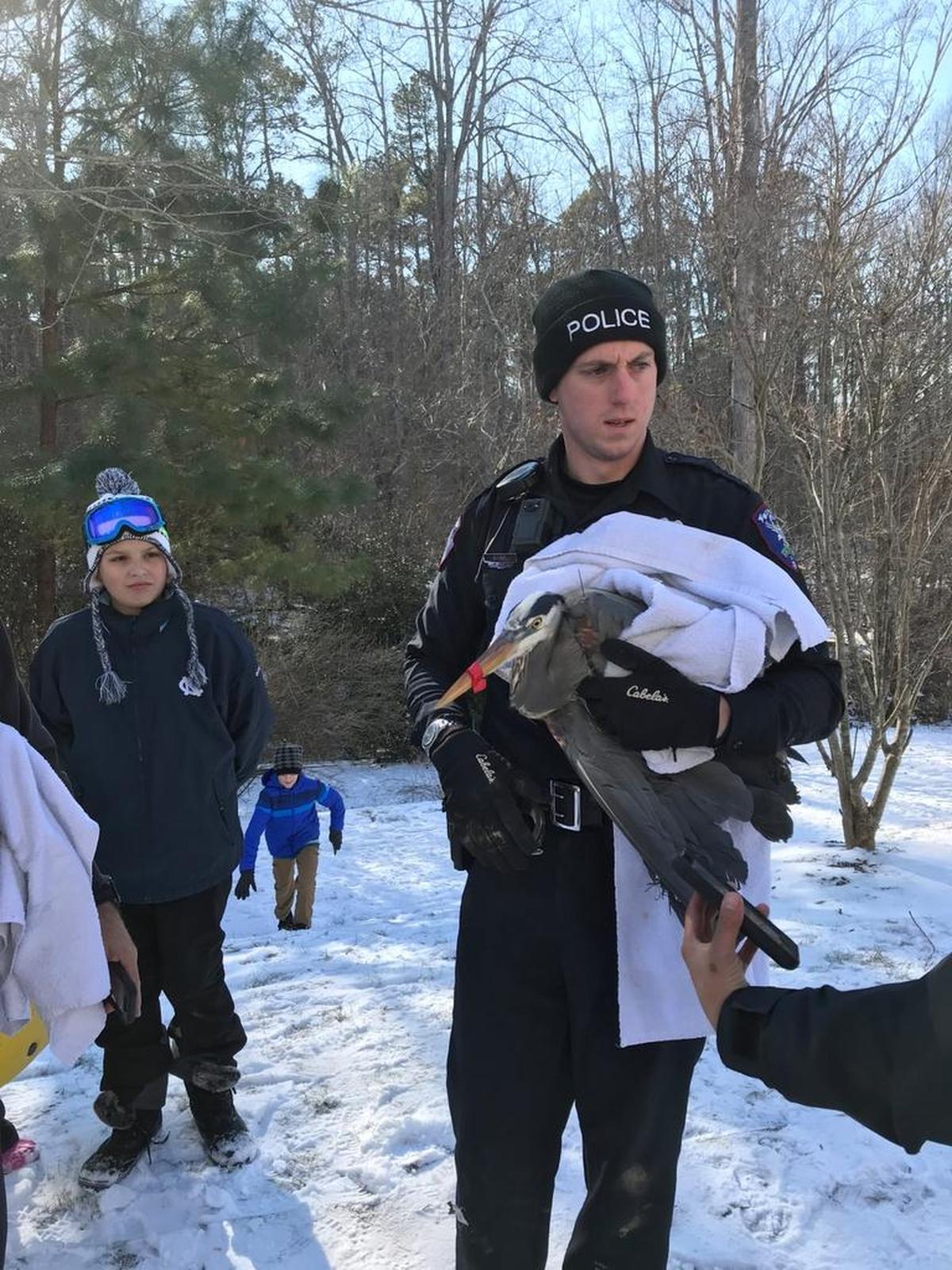 Carboro police officer Tim Shine carries the heron after rescuing it from Morgan Creek with the help of neighbors.