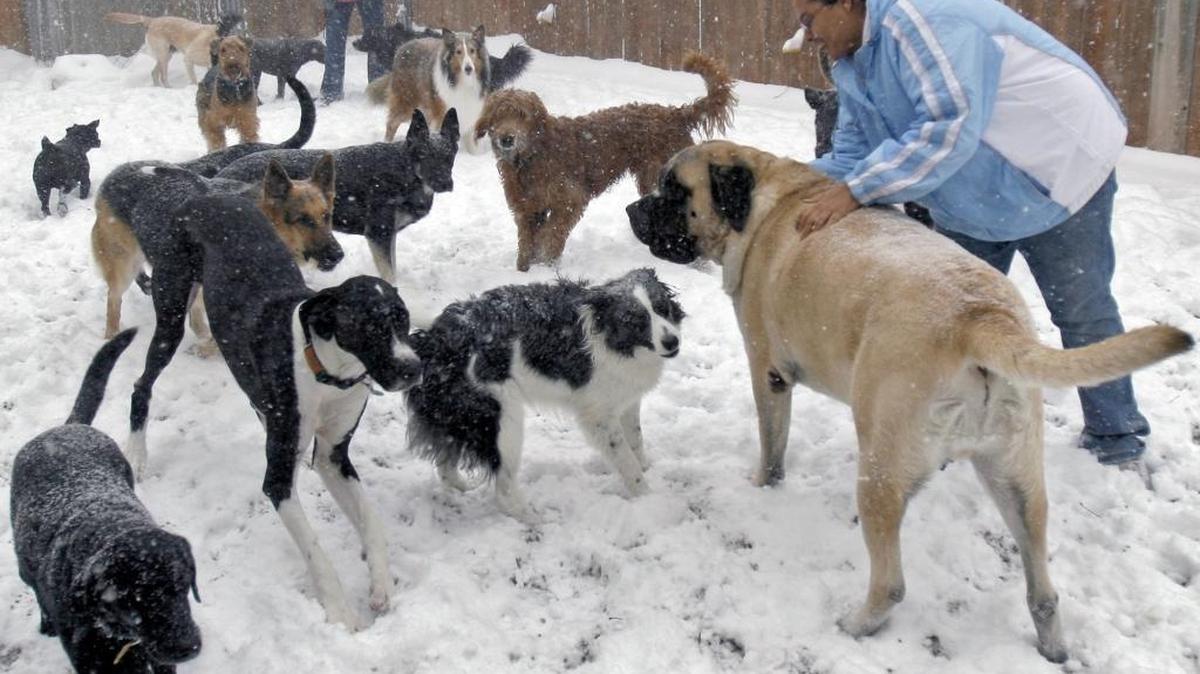 Pets need extra care when the temperature drops. The area won’t experience snow this early but dropping temperatures will start becoming more commonplace.