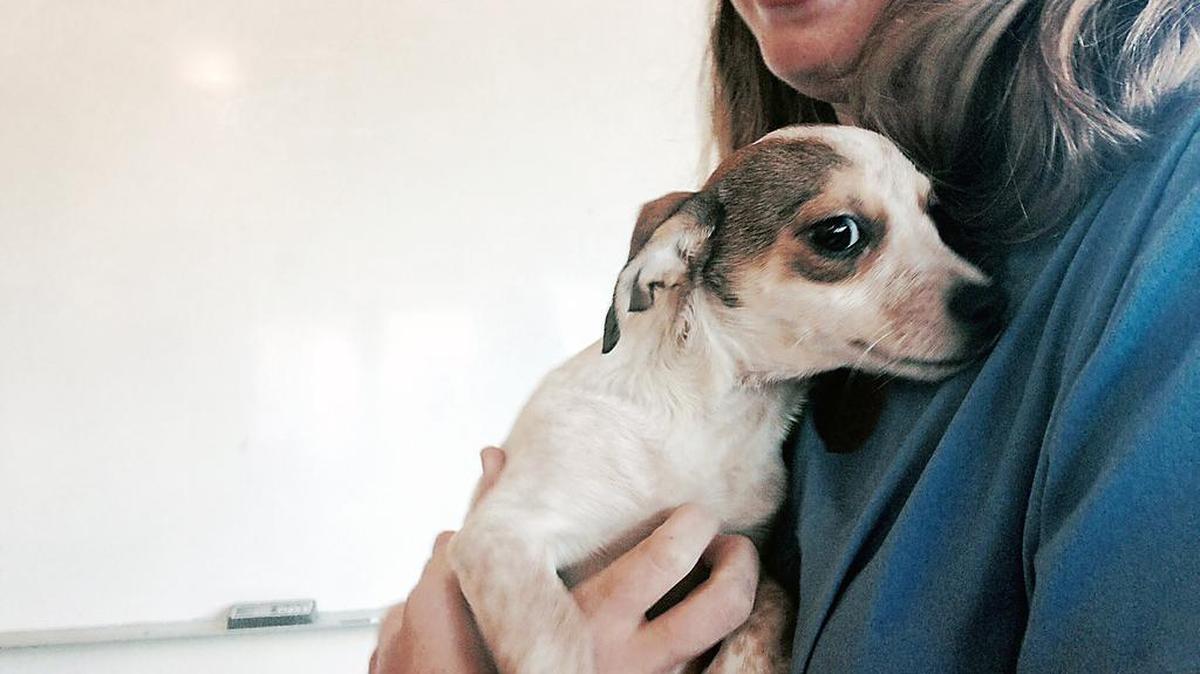 Pet owners can bring their animals to a rabies clinic from 3 to 5 p.m. Thursday, Nov. 16, at the Orange County Animal Services Center, 1601 Eubanks Road in Chapel Hill. The rabies vaccination will cost $10.