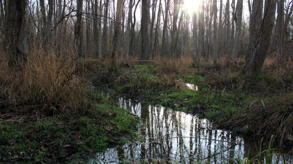 The Eno River Association recently acquired this wetlands on the Eno River in Orange County. The Confluence Natural Area is where the East and West Forks of the Eno River meet before flowing southeast into Hillsborough and Durham.