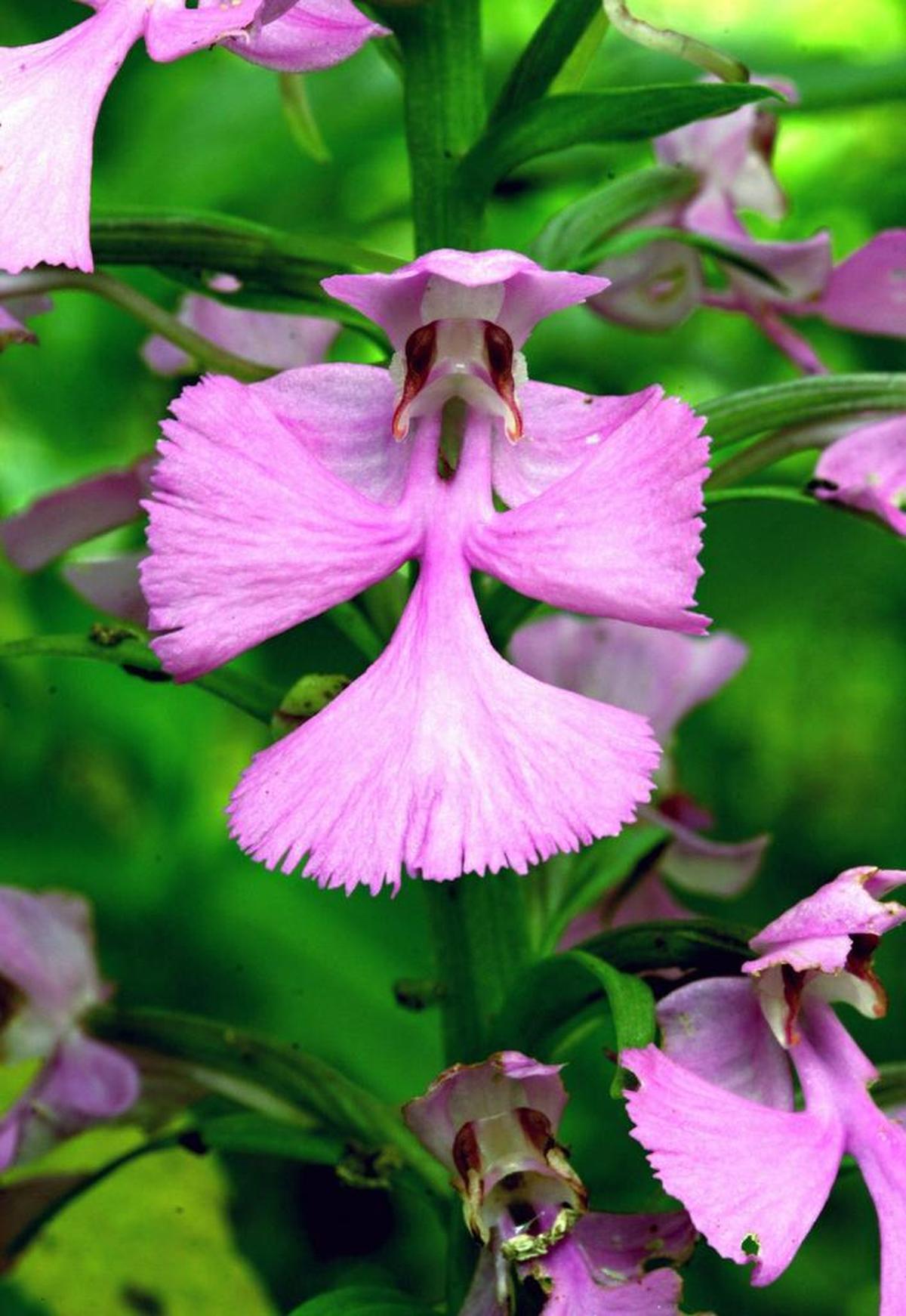 The purple fringed orchid, or Platanthera peramoena, is one of three rare orchids that have been found at the Confluence Natural Area along the Eno River in Orange County. The N.C. Natural Heritage Program lists the purple fringed orchid as a threatened species.