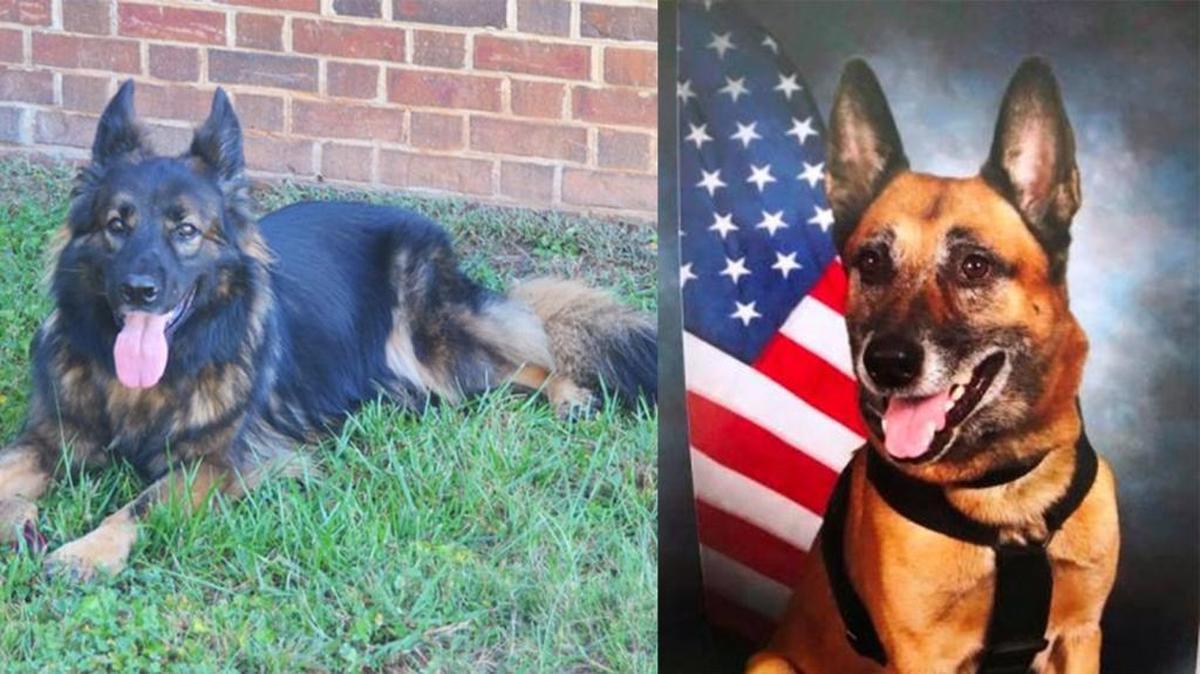 Hillsborough Police Department K-9 Viper (left) and Durham Police Department K-9 Prinz (right) each retired from police service this week.