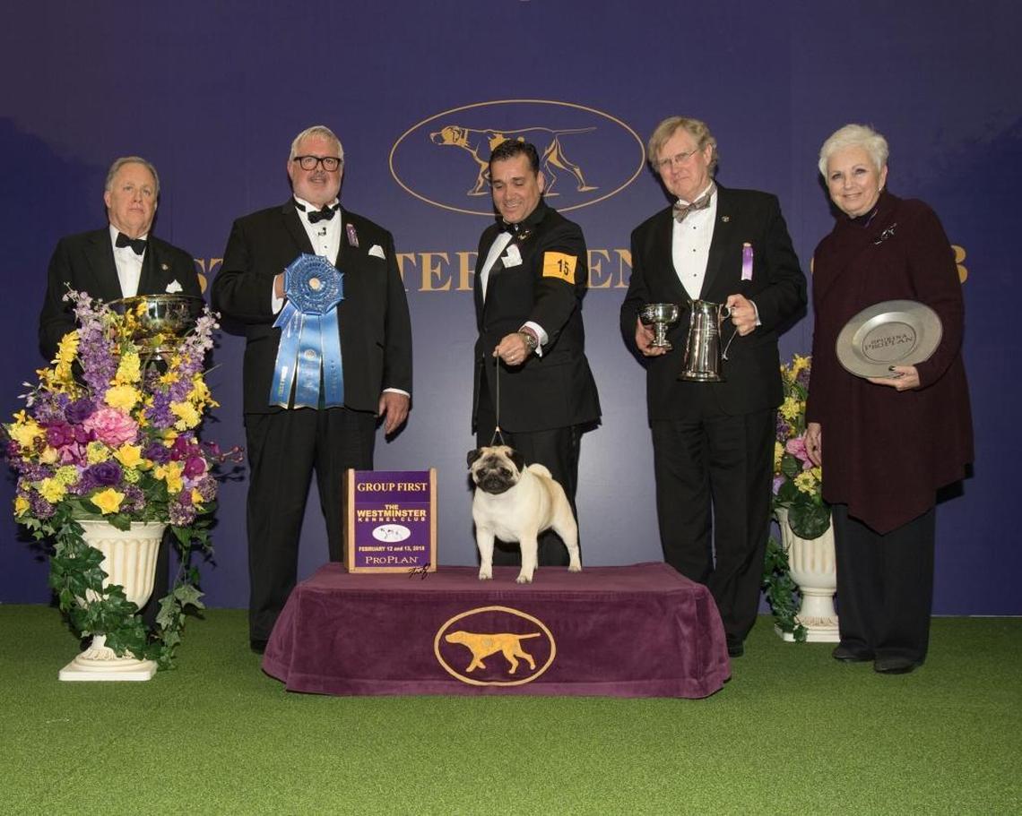 Carolyn Koch’s dog, Biggie, after winning the toy group at the 2018 Westminster Kennel Club Dog Show at Madison Square Garden.