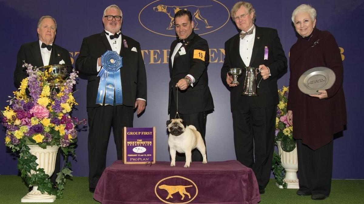 Biggie the pug takes center stage after winning the toy group at the Westminster Kennel Club Dog Show at Madison Square Garden.