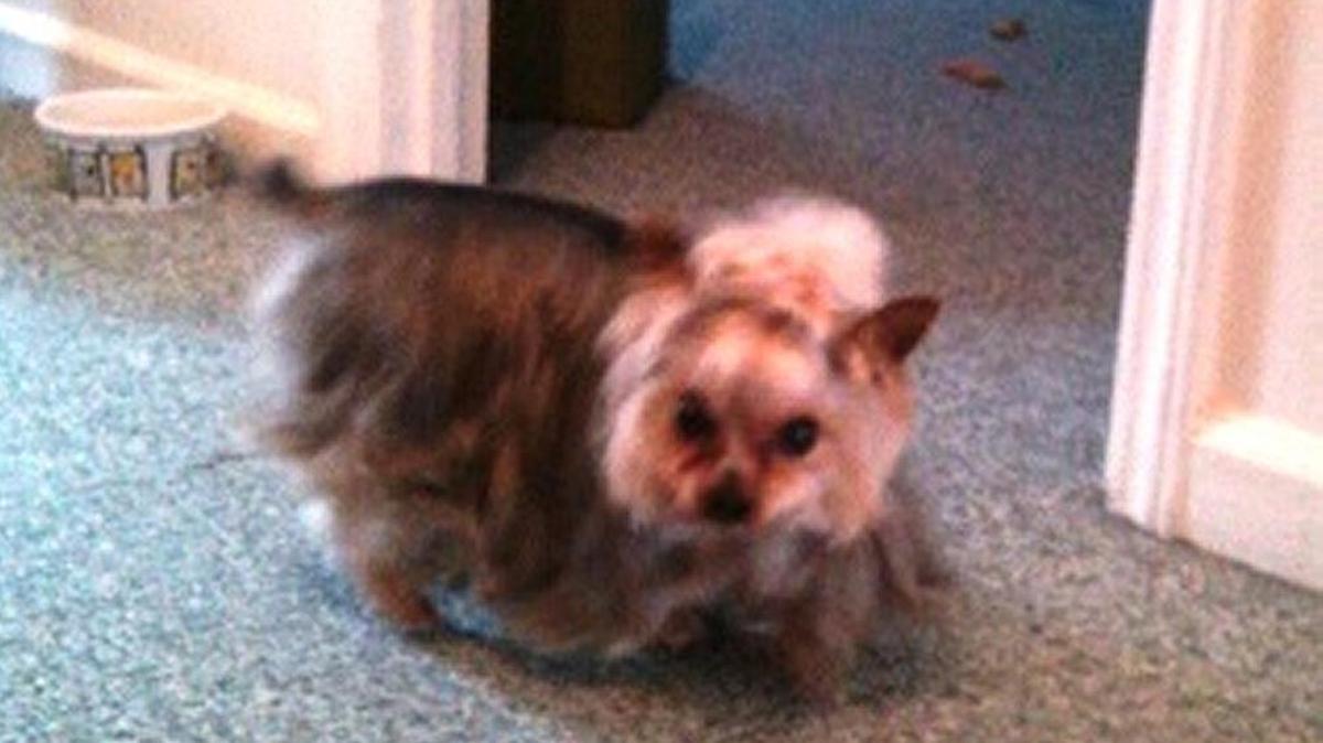 Karen Jenkins 14-year-old dog Promise is one of two Yorkshire terriers that went missing after someone broke into her home on Thanksgiving Day. Promise was returned on Thursday, but Chaddy remains missing.