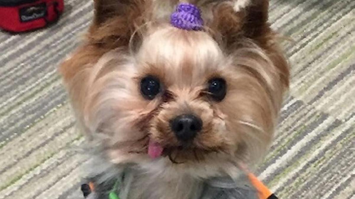Karen Jenkins’ 7-year-old dog Chaddy is one of two Yorkshire terriers that are missing after someone broke into her home on Thanksgiving Day.