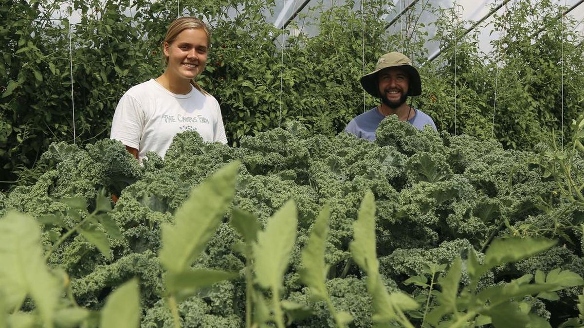 University of Michigan students Haley Kerner and Blake McWatters pose for a photo with growing kale at the University of Michigan Campus Farm at the Matthaei Botanical Gardens in Ann Arbor, Mich. Students in University of Michigan dining halls this fall will eat fresh tomatoes, kale, peppers, cucumbers and a variety of other vegetables grown by their classmates at UM's Campus Farm.