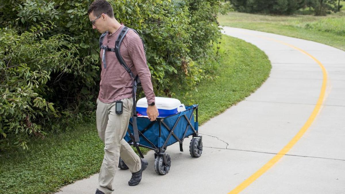 Kyle Dougherty surveys for fox scat on Aug. 15 on the Rock Island Trail in south Lincoln, Neb. Dougherty is marking and studying fox scat as part of his master's degree research project. He is looking for fox scat to indicate the relative abundance of foxes in areas across the city.