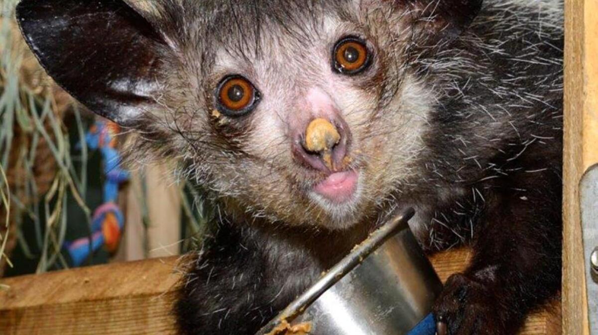Angelique, age 11, was the first aye-aye born to parents (Merlin and Ardrey) who themselves had been born in captivity. She was one of four lemurs who died at the Duke Lemur Center last fall.