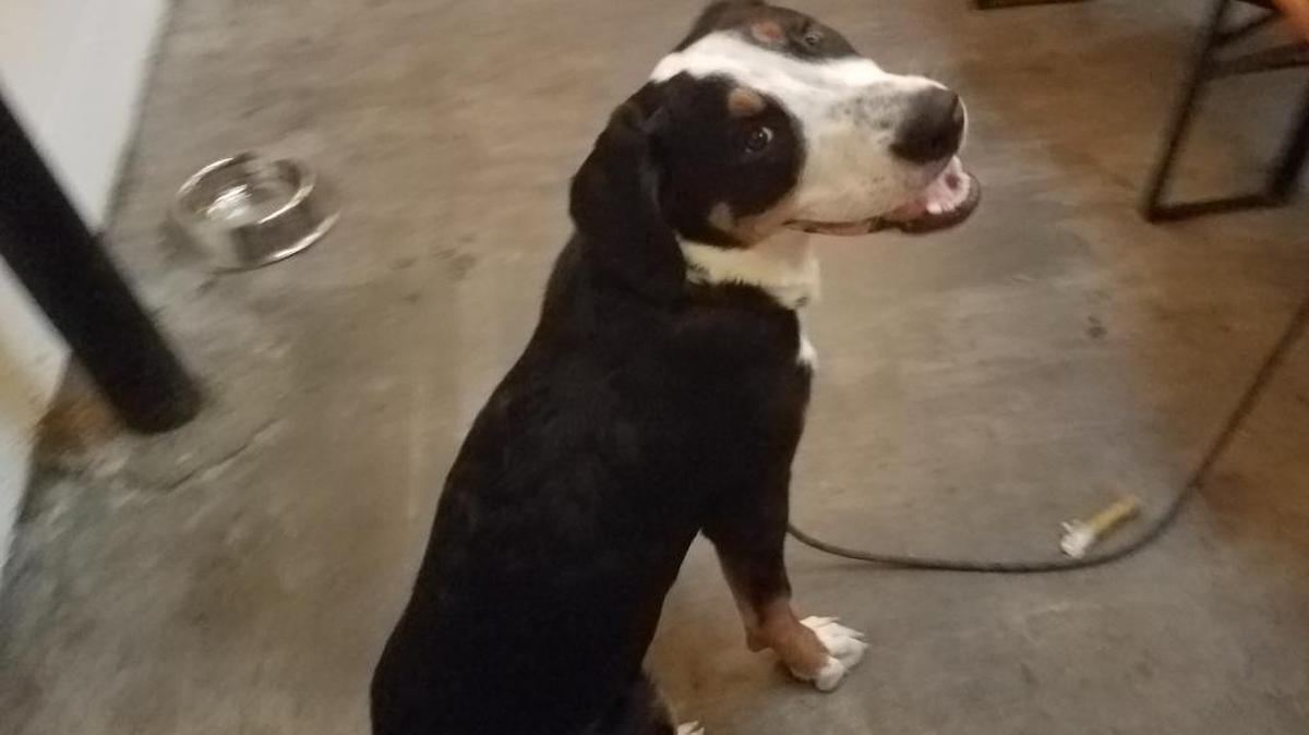 Sunny, a Swiss mountain dog who came to Beer & Hymns at Fullsteam Brewery.