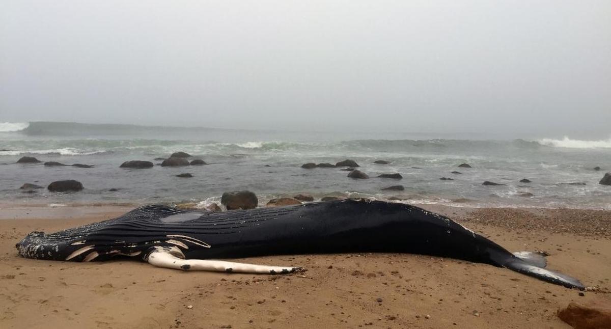 A dead, beached humpback whale at Block Island, Rhode Island.