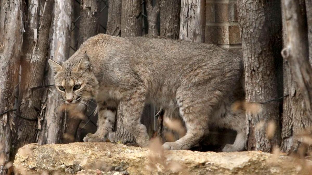A bobcat walks out of its cave at the Hardwicke Interpretive Visitors Center at the Fort Worth Nature Center & Refuge Sunday, November 20, 2011.