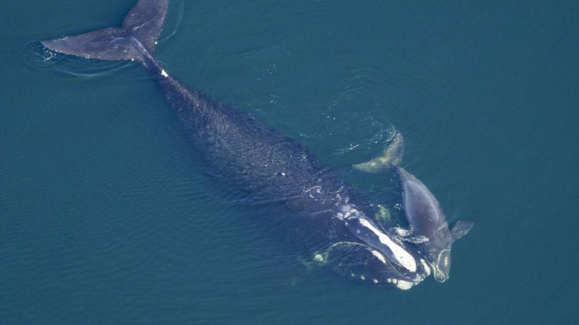 In this Feb. 2009 photo provided by the New England Aquarium, a North Atlantic right whale swims with her calf in the Atlantic Ocean off the coast of the United States near the border between Florida and Georgia.