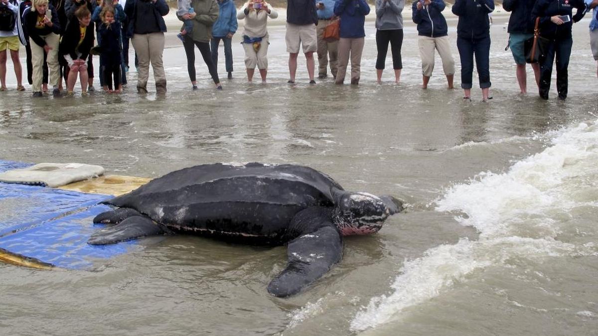 In this March 12, 2015, file photo, a rare leatherback sea turtle named Yawkey moves off the beach and returns to the the Atlantic Ocean at Isle of Palms, S.C., after it was treated at the South Carolina Aquarium. Federal ocean managers are collecting information and comments until Feb. 5, 2018, on a petition from a fishing group asking it to move the leatherback off the United States list of endangered animals. Leatherbacks live all over the world's oceans and have been listed as endangered by the U.S. since 1970.