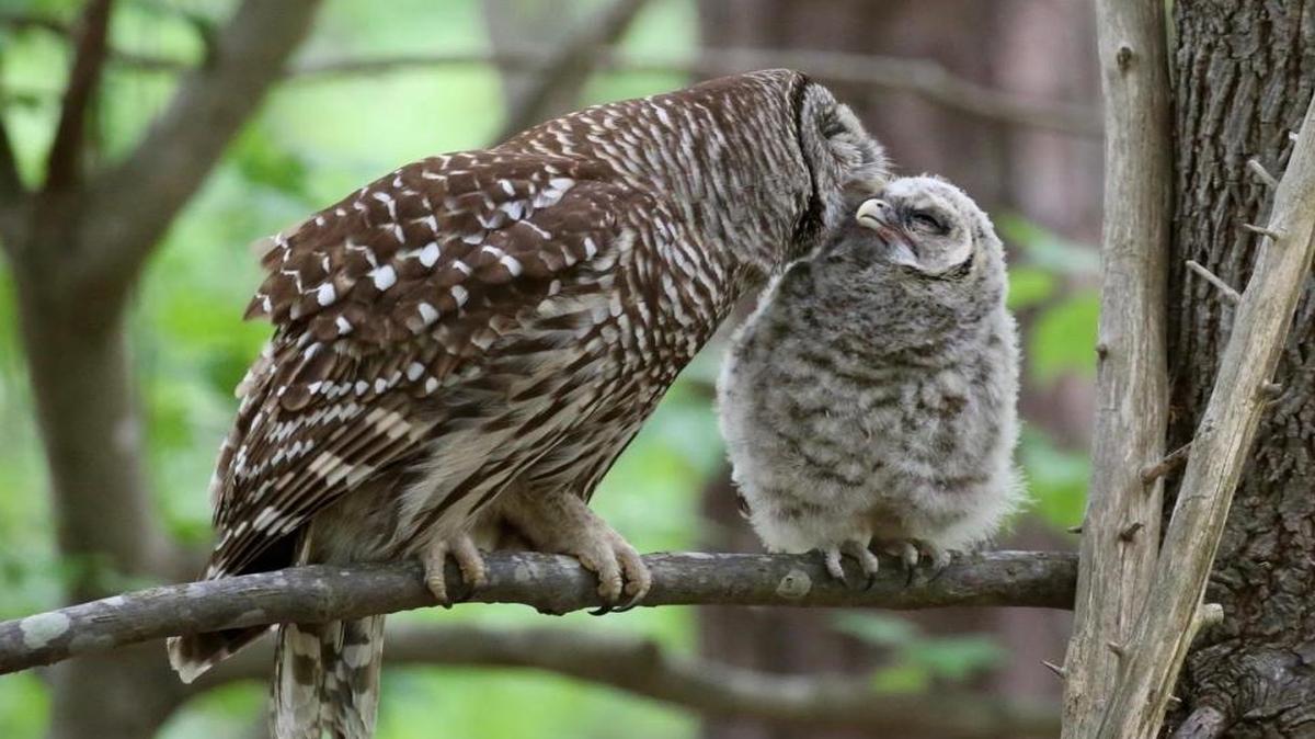 All owlets make their first flight down to the ground, but normally, the mother then coaxes the young owlet to make a first climb, to the relative safety of a tree branch.