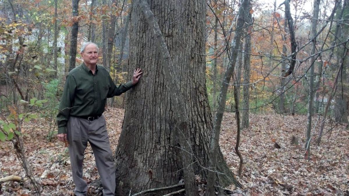 P.H. Craig’s plans to remove old pine trees from a portion of his 77-acre forest in Chapel Hill and Carrboro have raised concerns among some people who like to hike and mountain bike there.