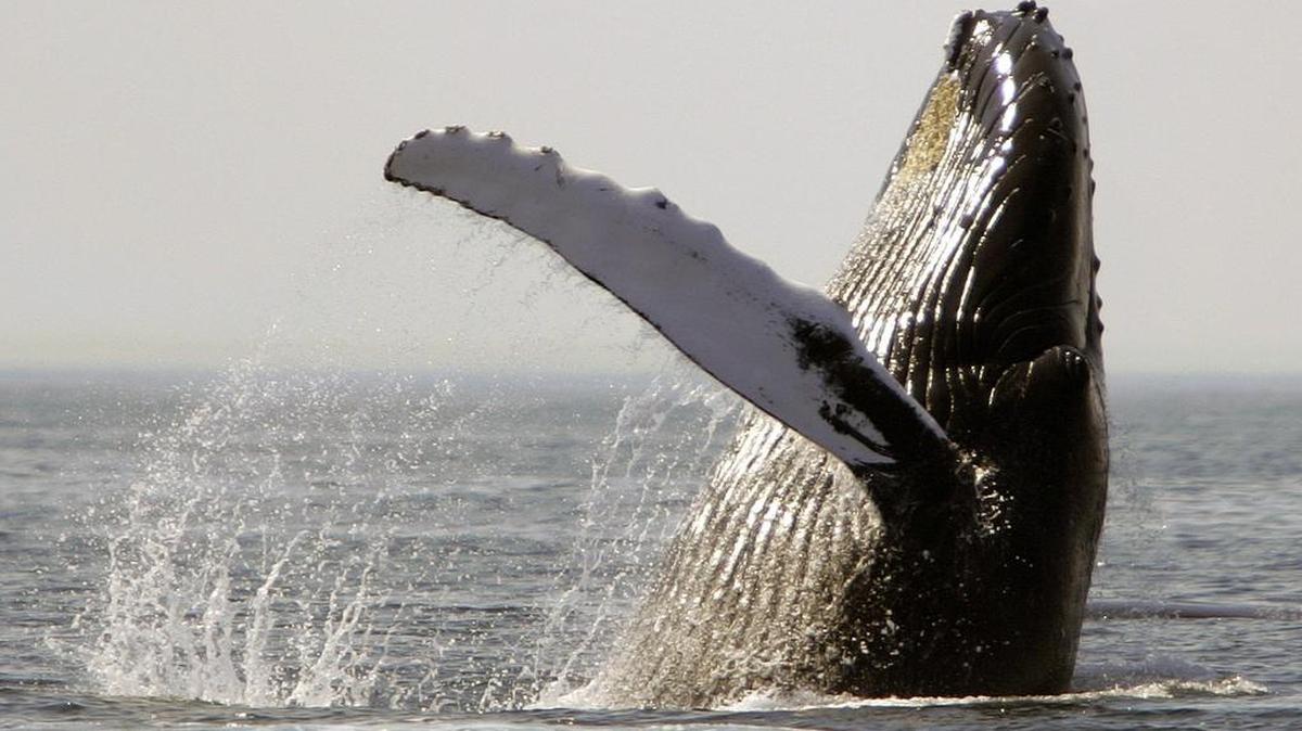 A study in the Royal Society's journal Biology Letters found that noise from shipping in North Atlantic coastal waters is affecting the feeding behavior of humpback whales.