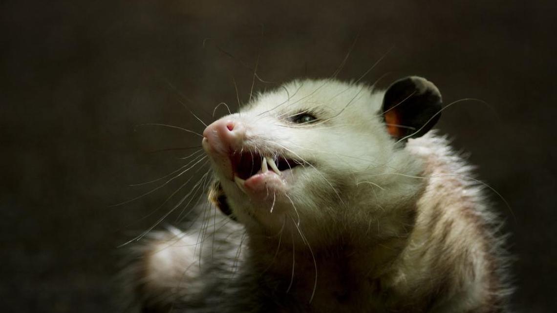 People can do whatever they want to opossums for 5 days in NC. Some want that changed