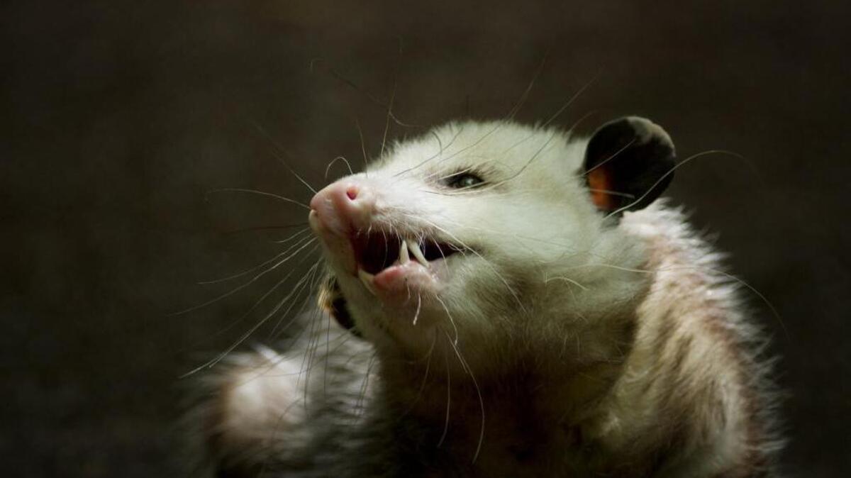 The North Carolina Wildlife Resources Commission seized 39 opossums, seven raccoons, five gray squirrels and mourning dove from a home in northern Durham last week, according to court documents.