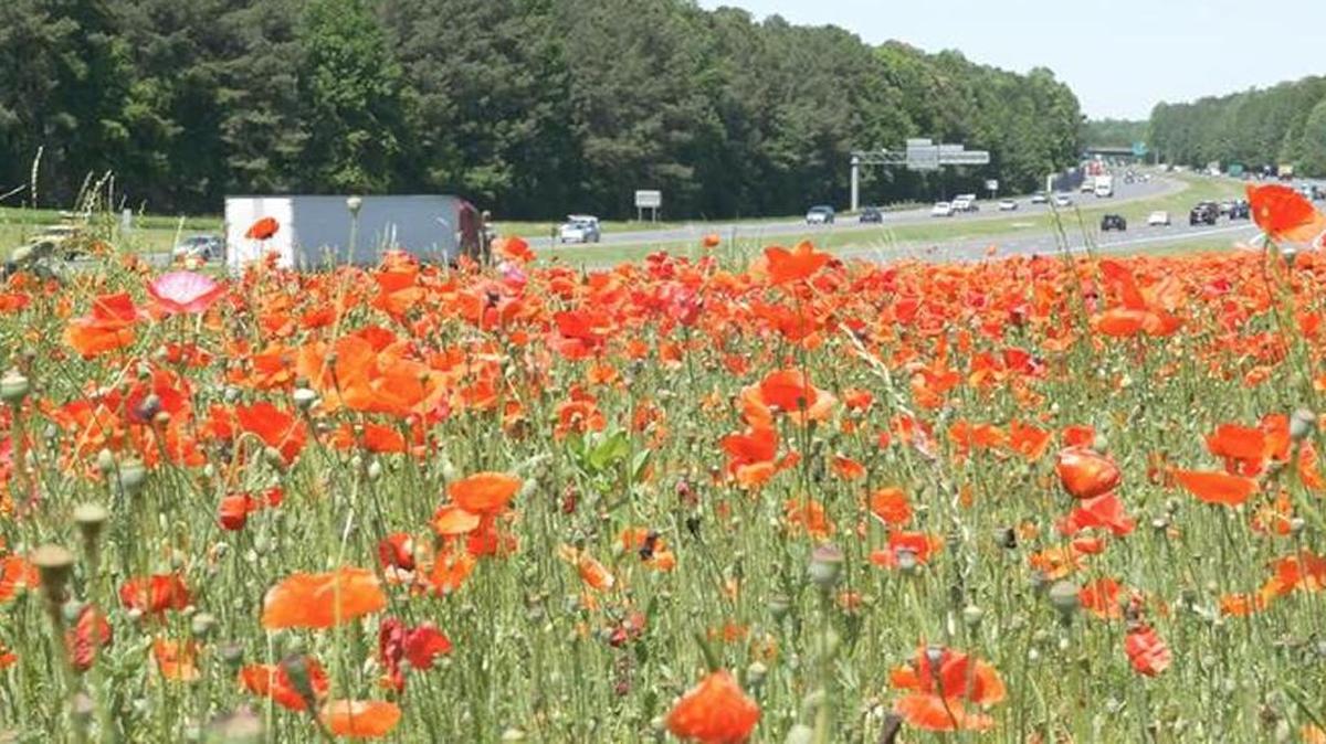 Red poppies are blooming along highways in North Carolina in commemoration of the centennial anniversary of the U.S. entry into World War I and in memory of servicemen and servicewomen killed during the war. (N.C. Department of Natural and Cultural Resources)